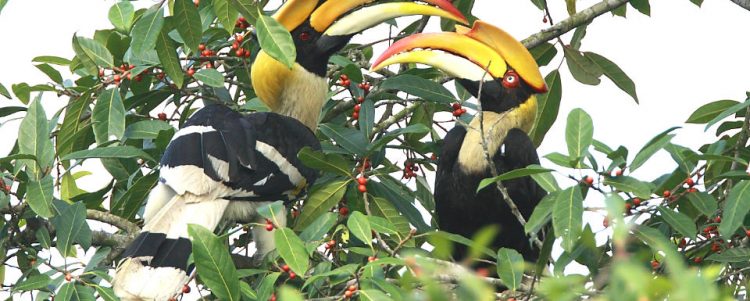 The Struggle Life of Hornbills