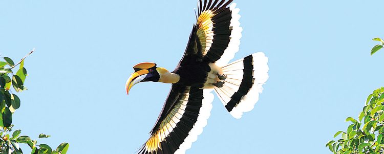 Proceedings of International Hornbill Conferences