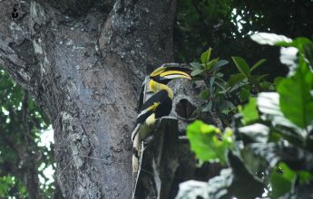 Hornbills and Artificial Nests