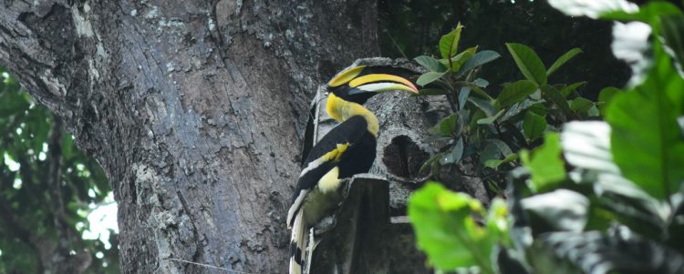 Hornbills and Artificial Nests