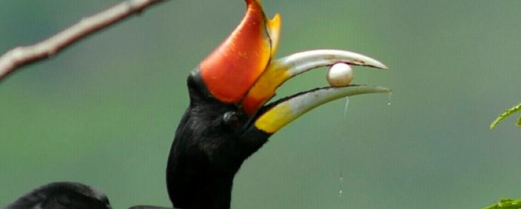 The Story of Scar Face, the Rhinoceros Hornbill  from Nest Number 29